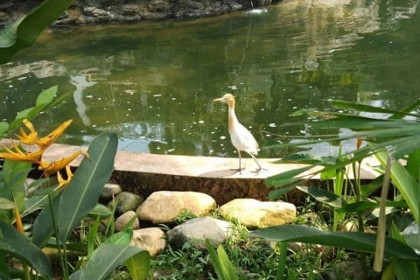 Lawatan ke KL Bird Park